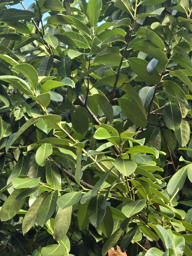 Bay laurel — botanical reference photograph