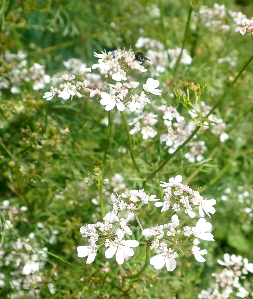 coriander — botanical reference photograph