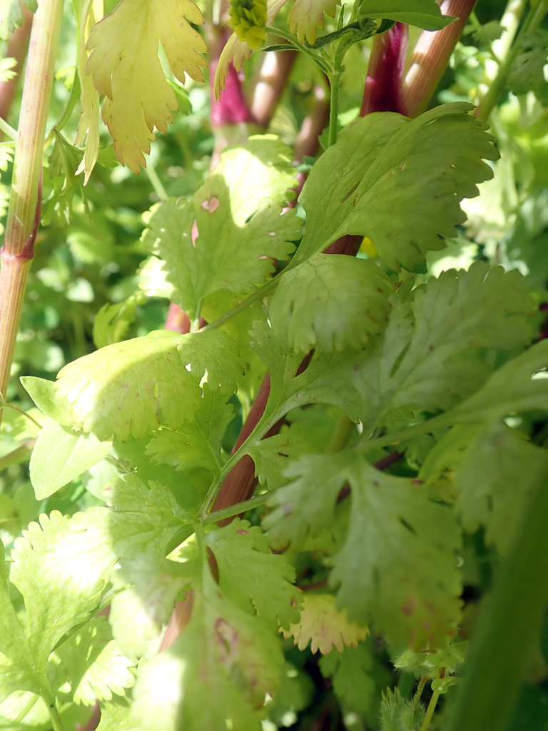 coriander — botanical reference photograph