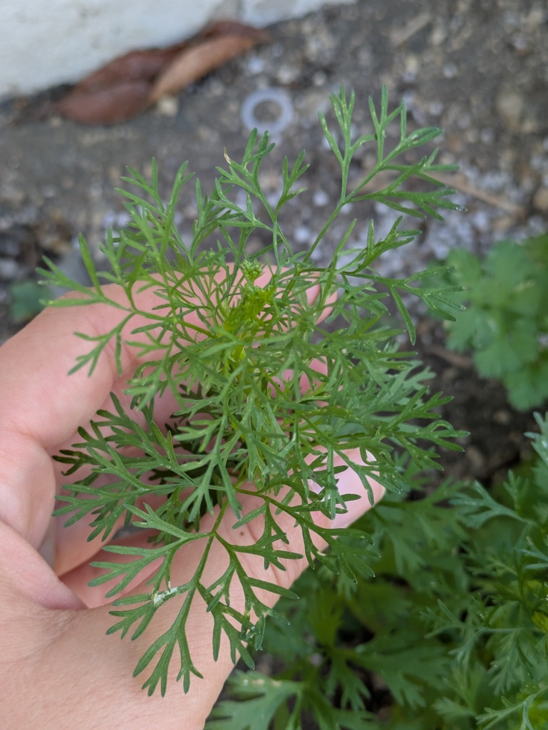 coriander — botanical reference photograph