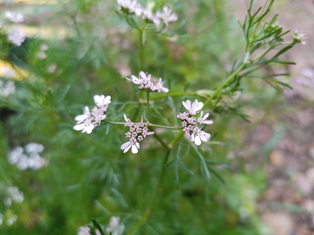 coriander — botanical reference photograph