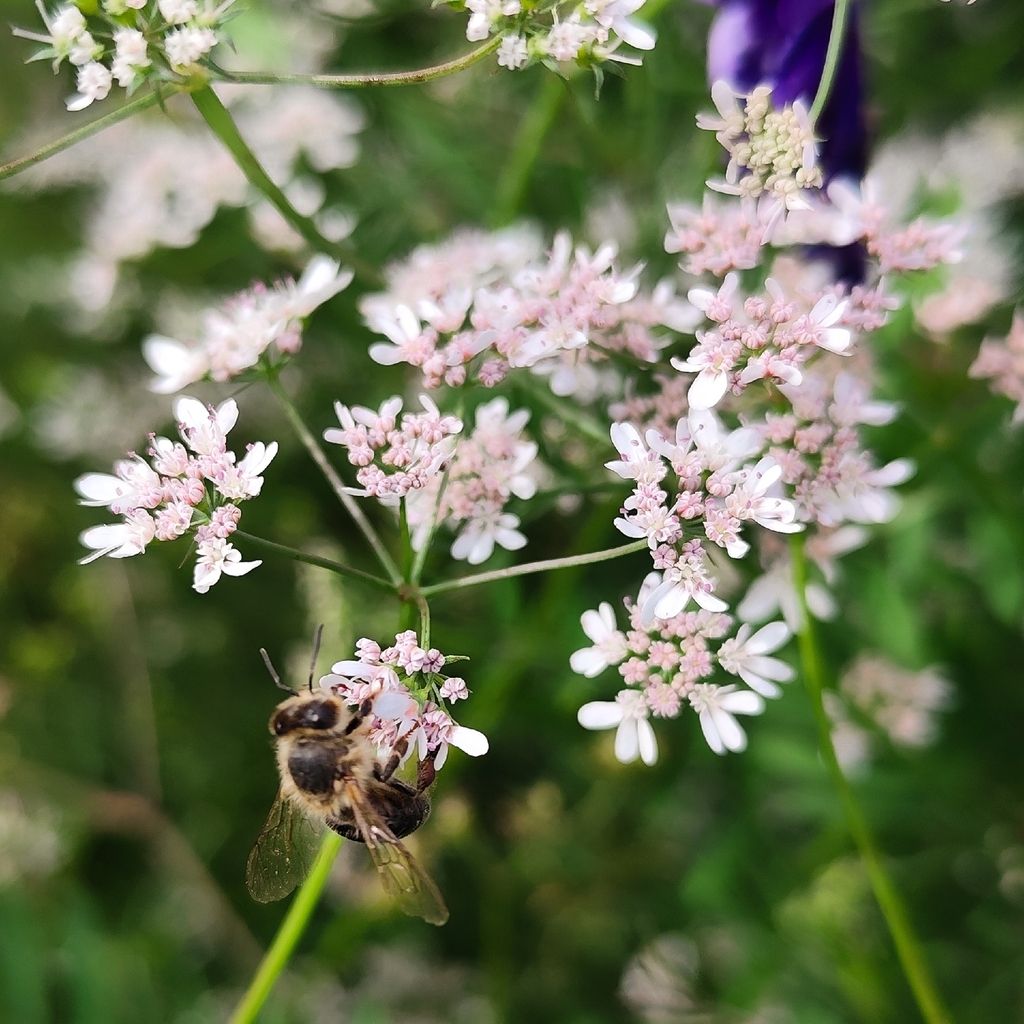 coriander — botanical reference photograph