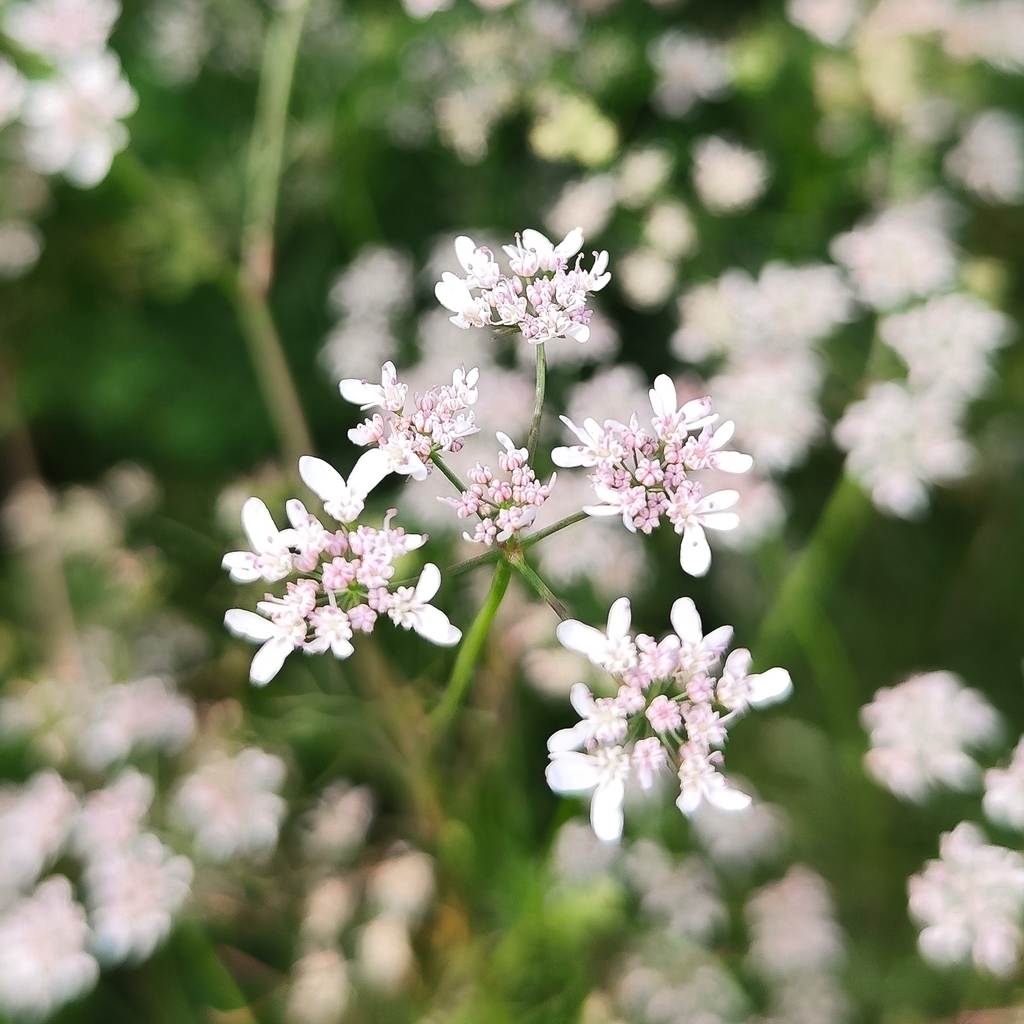 coriander — botanical reference photograph