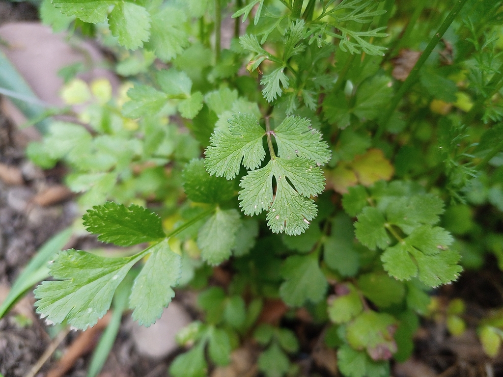 coriander — botanical reference photograph