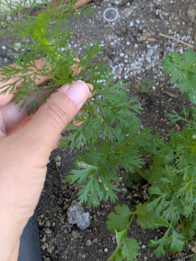 coriander — botanical reference photograph