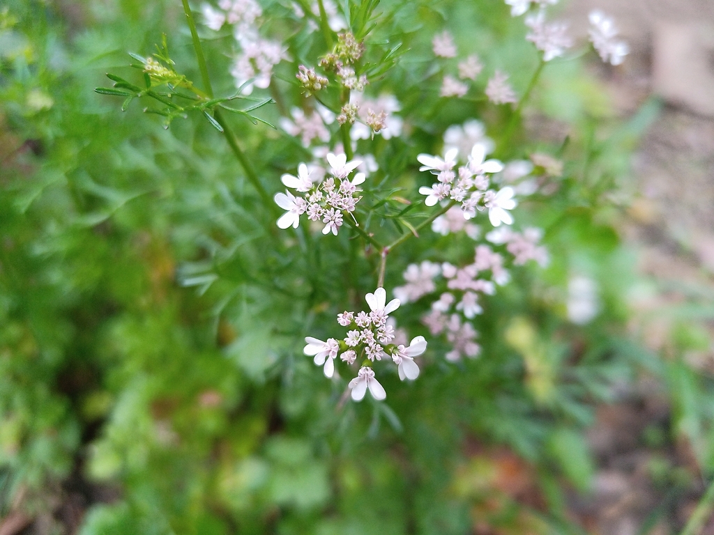 coriander — botanical reference photograph