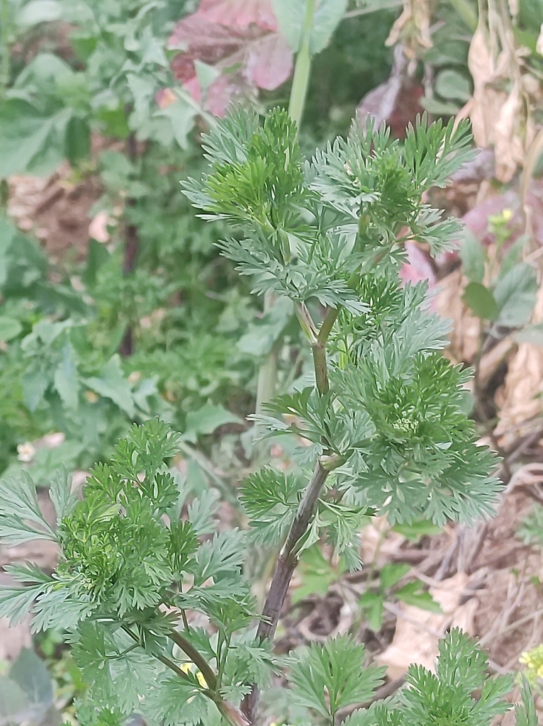 coriander — botanical reference photograph