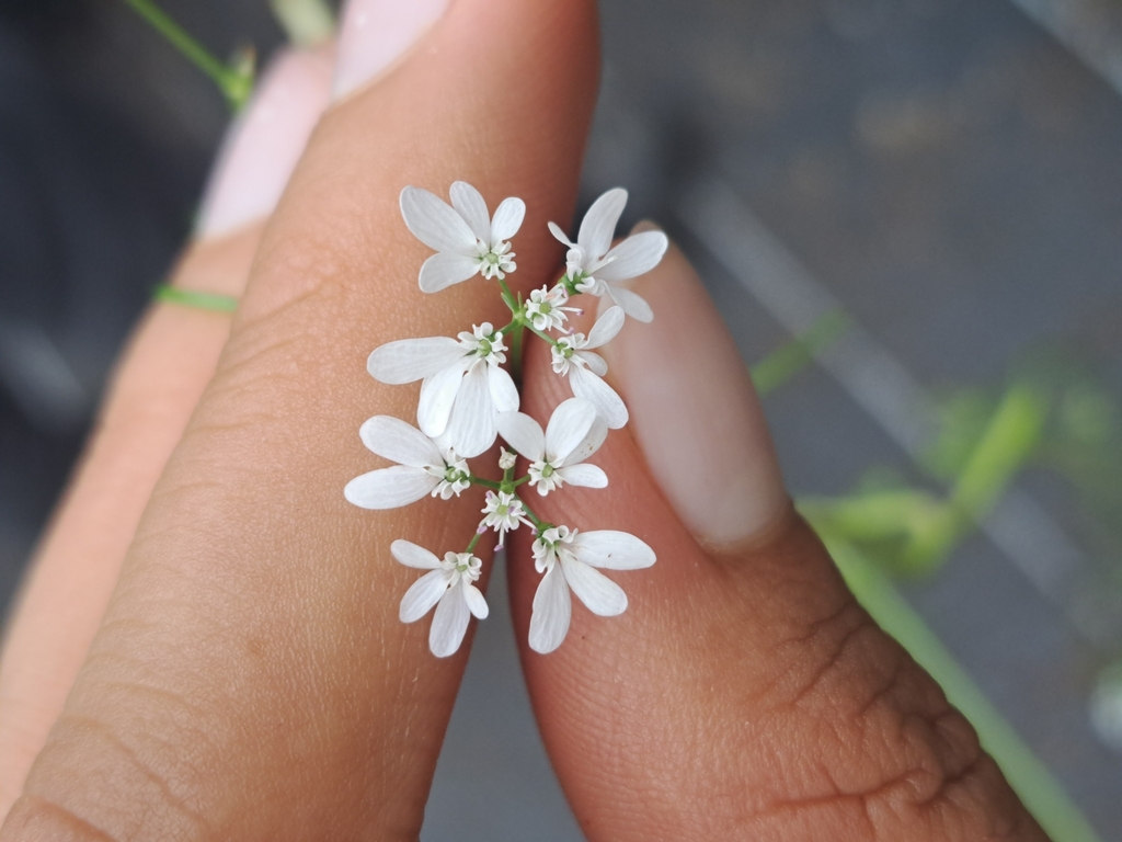 coriander — botanical reference photograph