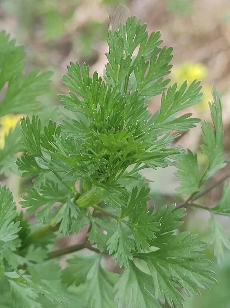 coriander — botanical reference photograph