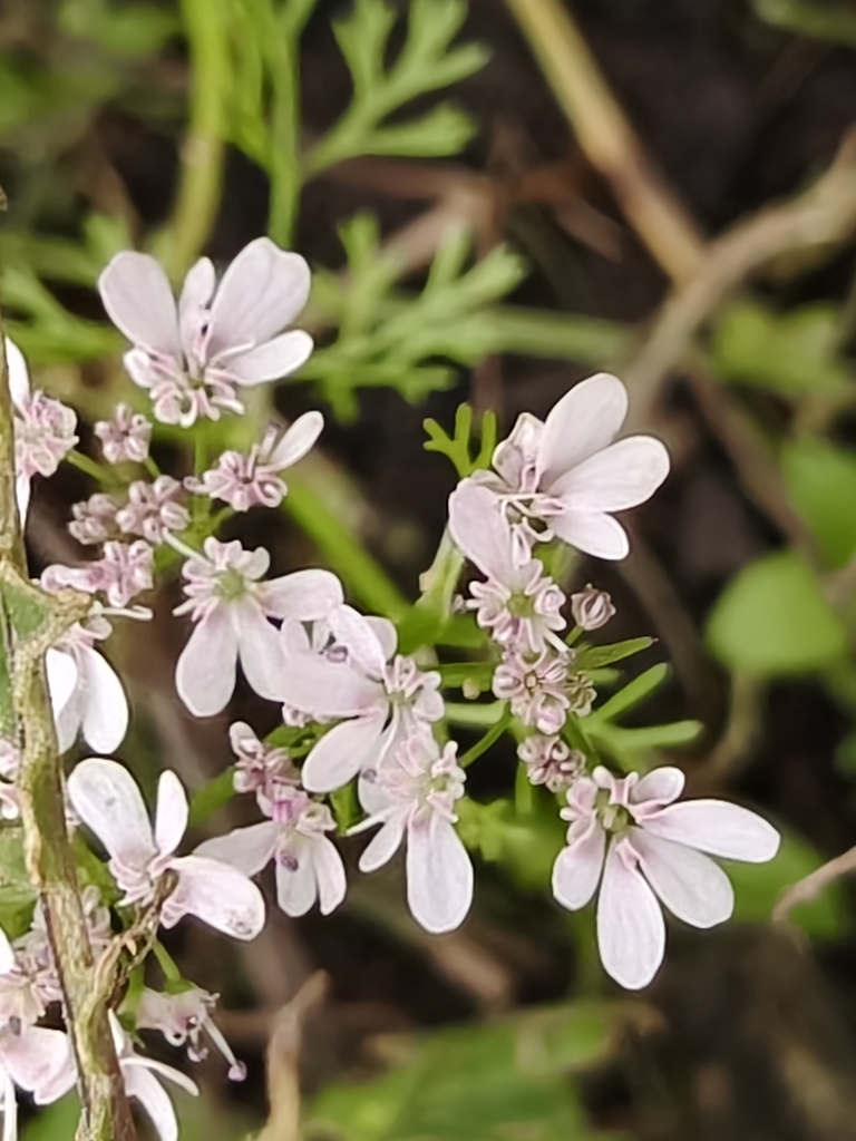 coriander — botanical reference photograph