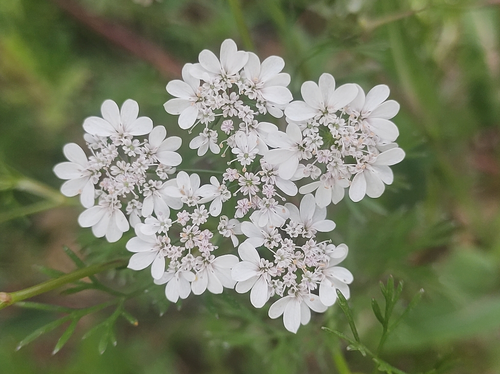 coriander — botanical reference photograph