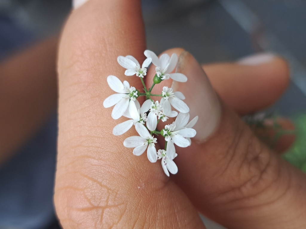 coriander — botanical reference photograph