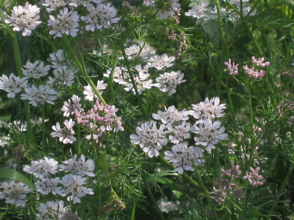 coriander — botanical reference photograph