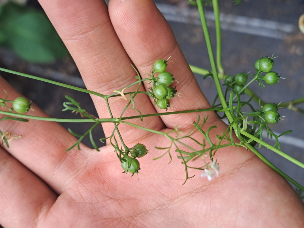 coriander — botanical reference photograph