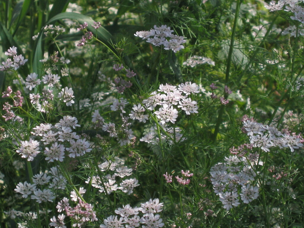 coriander — botanical reference photograph