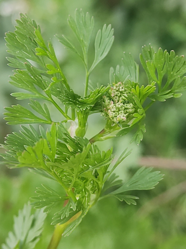coriander — botanical reference photograph