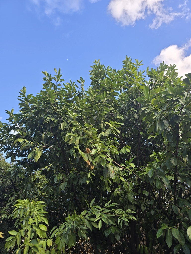 Bay laurel — botanical reference photograph
