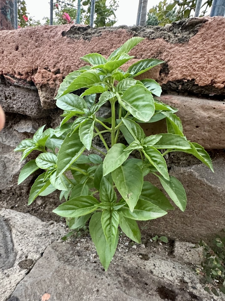 Sweet basil — botanical reference photograph