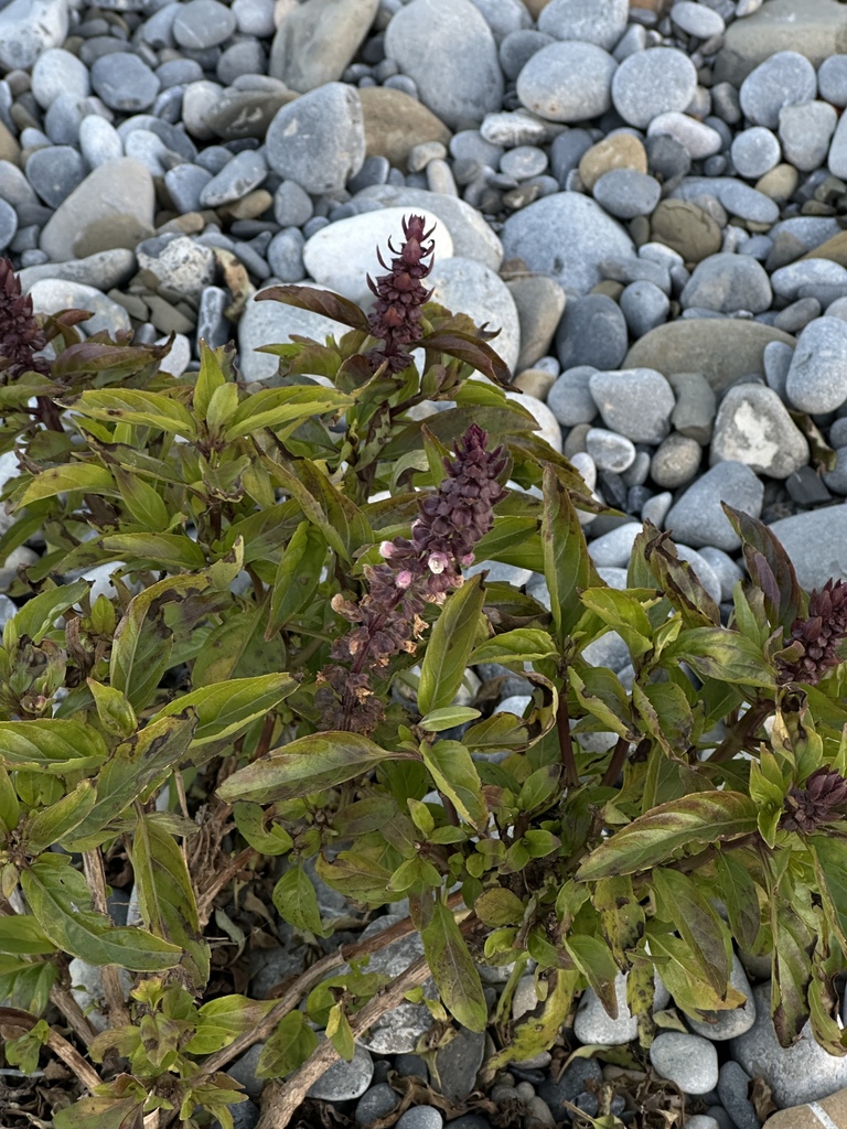 Sweet basil — botanical reference photograph