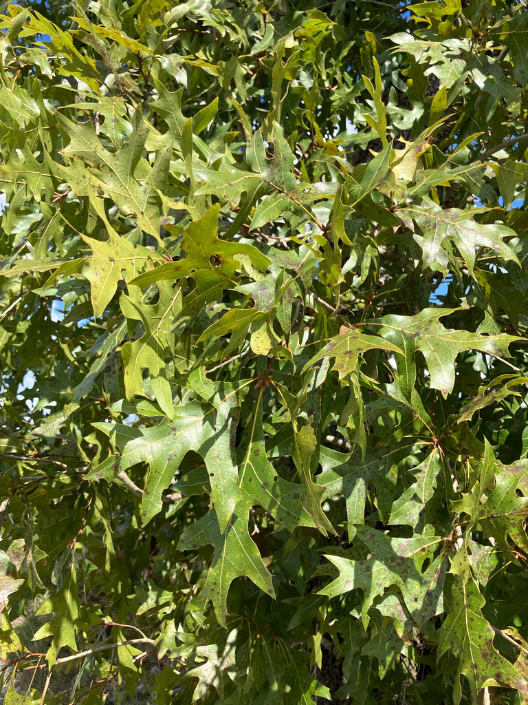 American turkey oak — botanical reference photograph