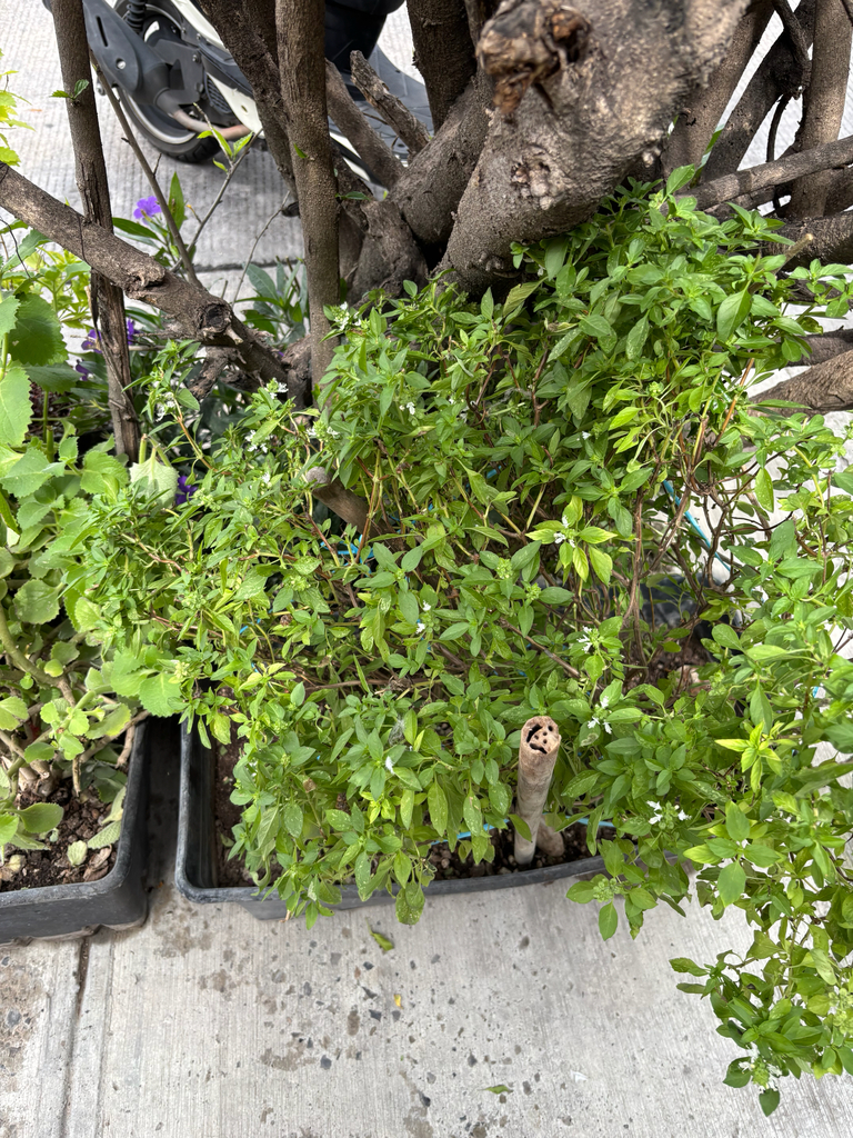 Sweet basil — botanical reference photograph