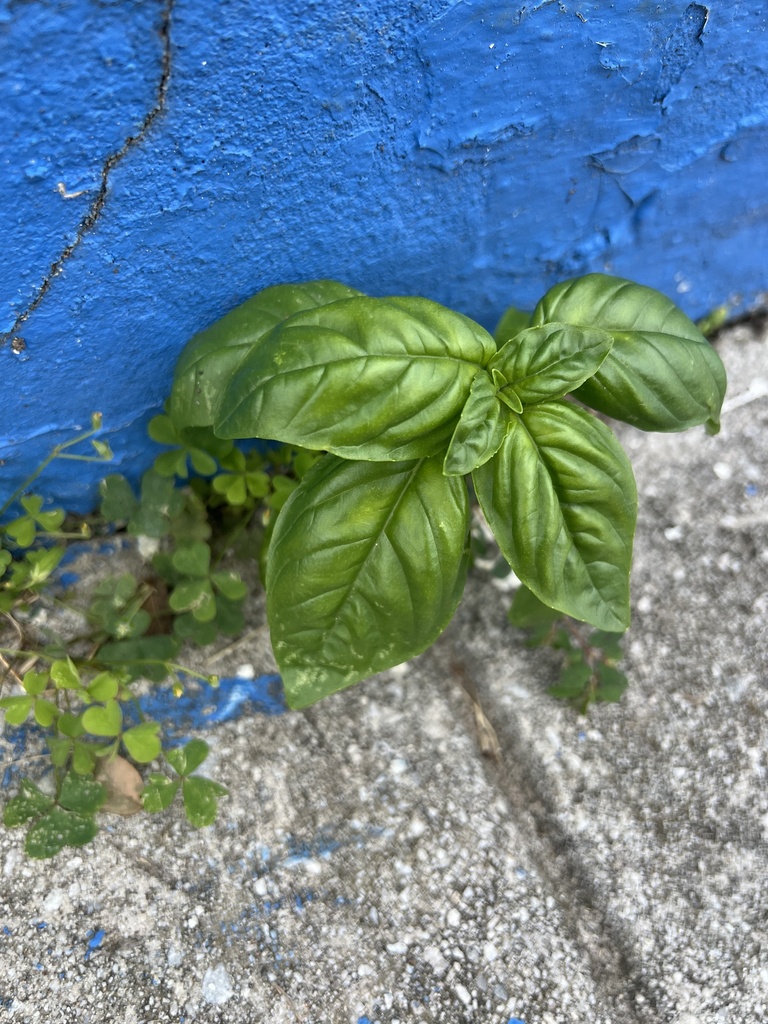 Sweet basil — botanical reference photograph