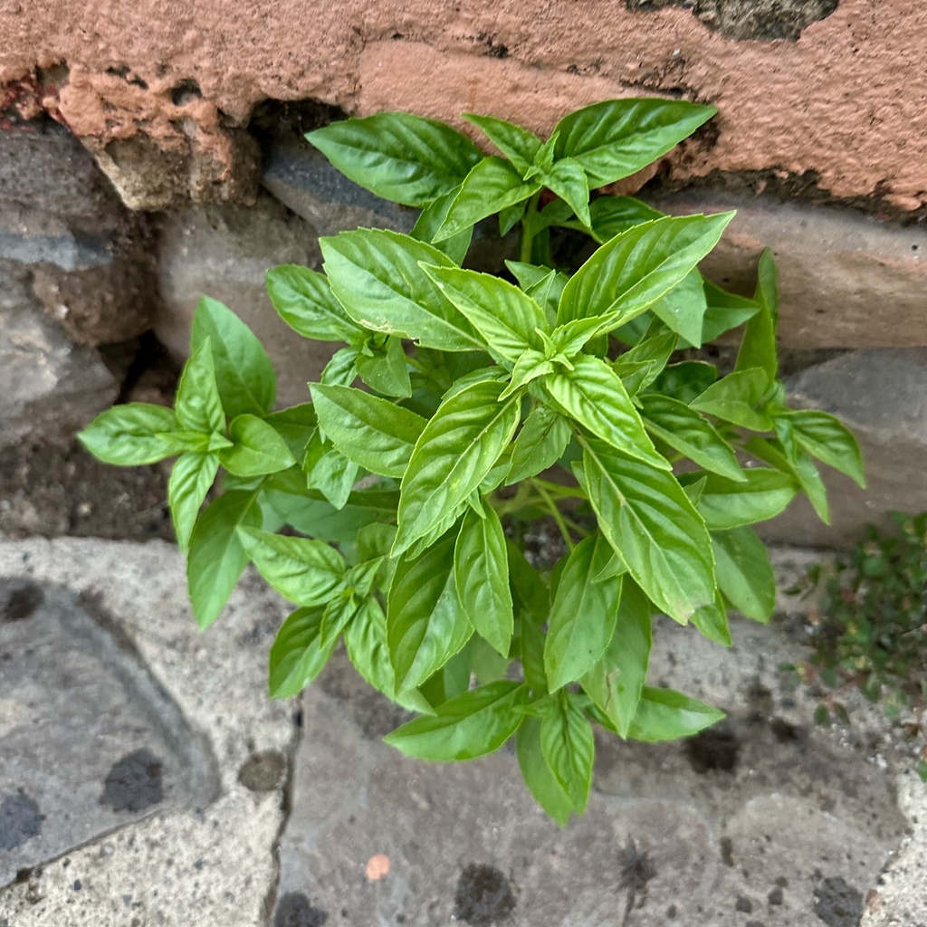 Sweet basil — botanical reference photograph