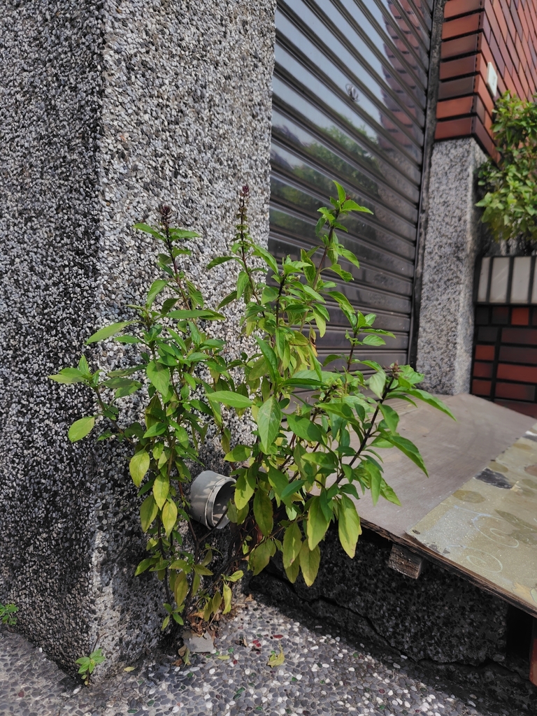 Sweet basil — botanical reference photograph