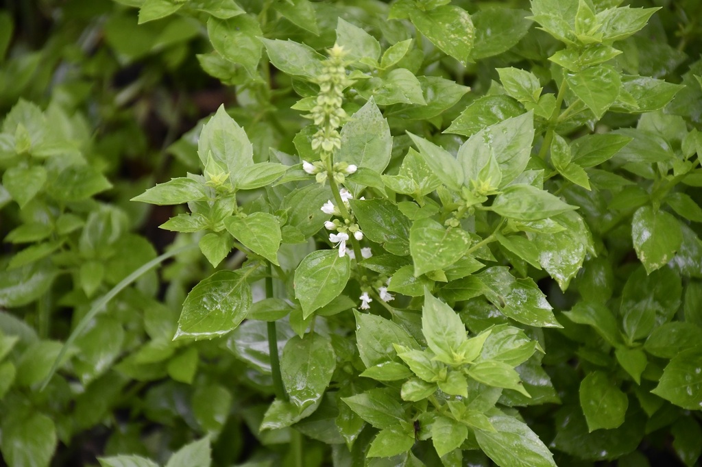 Sweet basil — botanical reference photograph