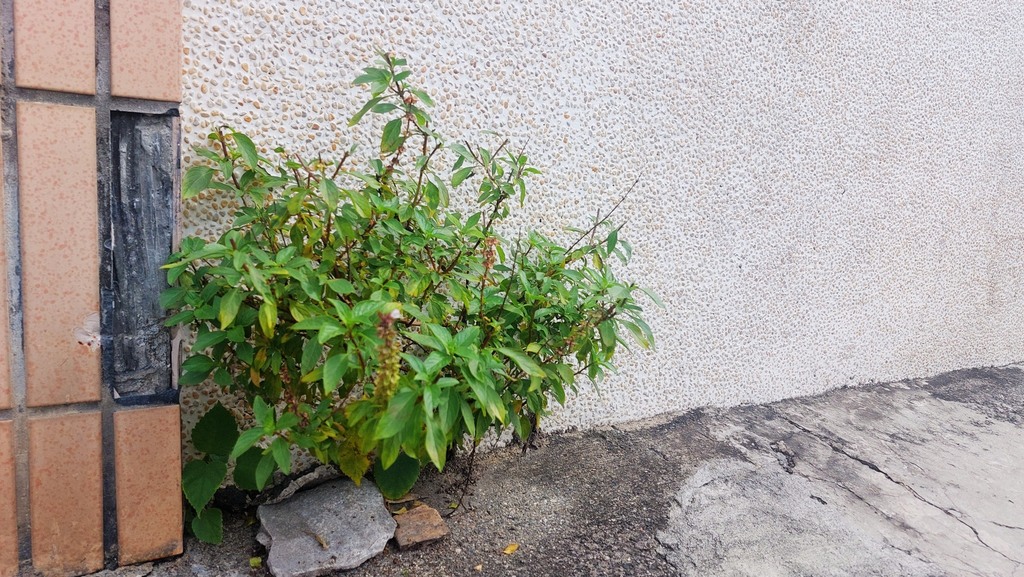 Sweet basil — botanical reference photograph