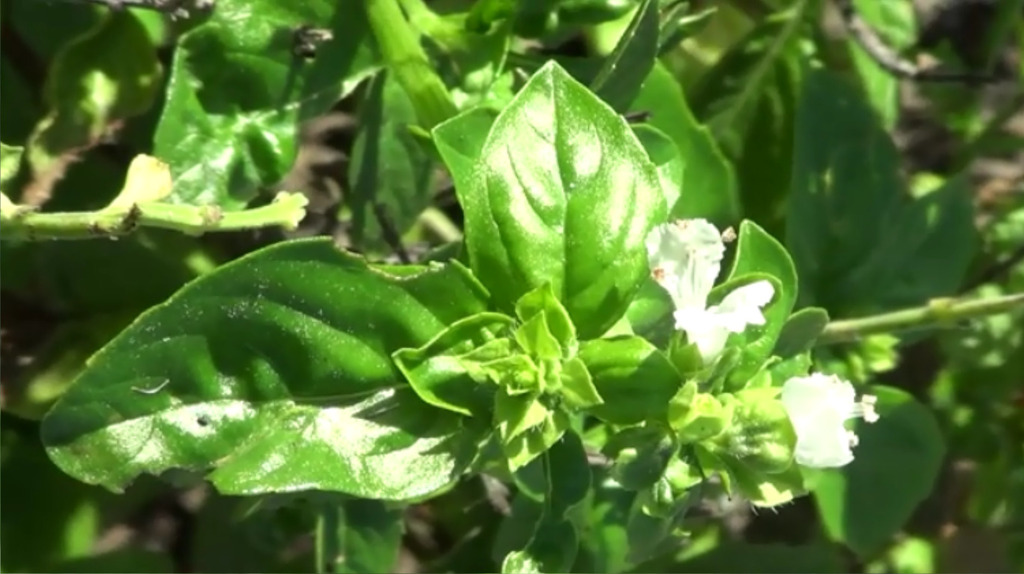 Sweet basil — botanical reference photograph