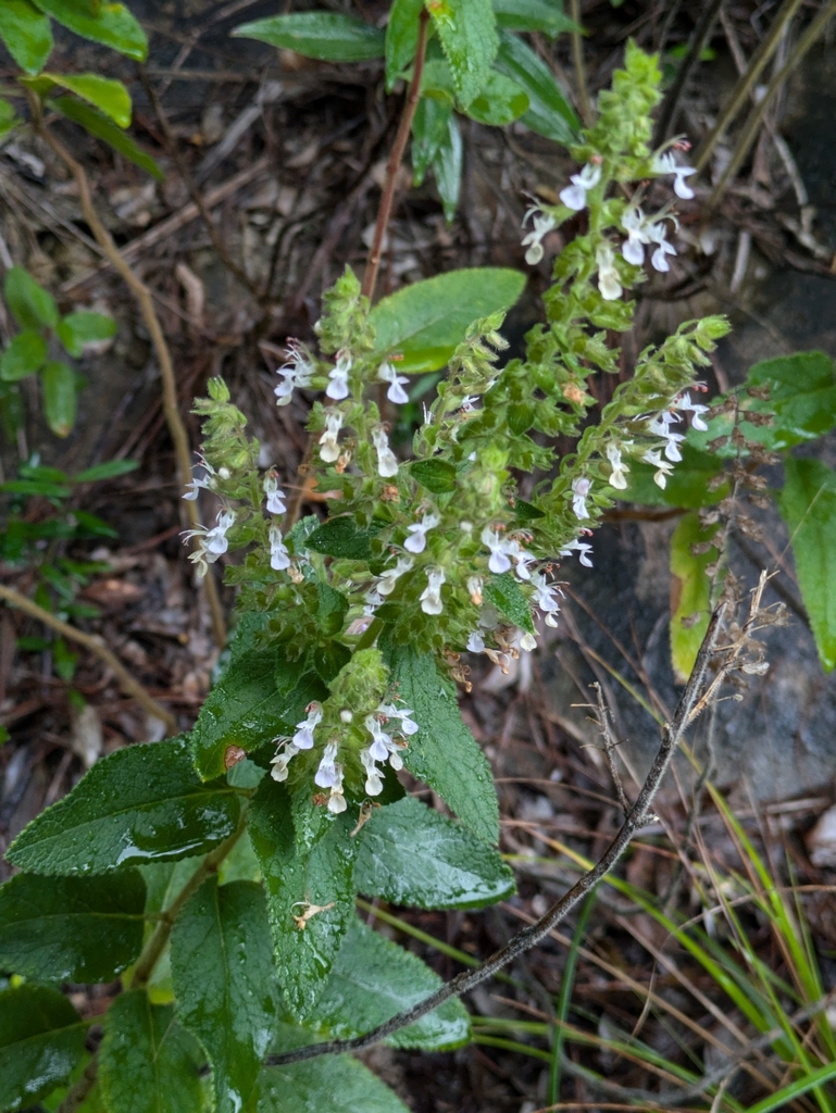 Sweet basil — botanical reference photograph
