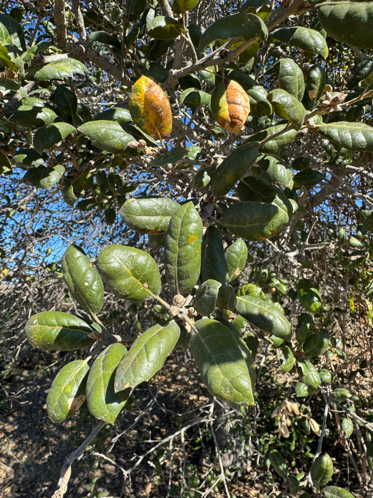 coast live oak — botanical reference photograph