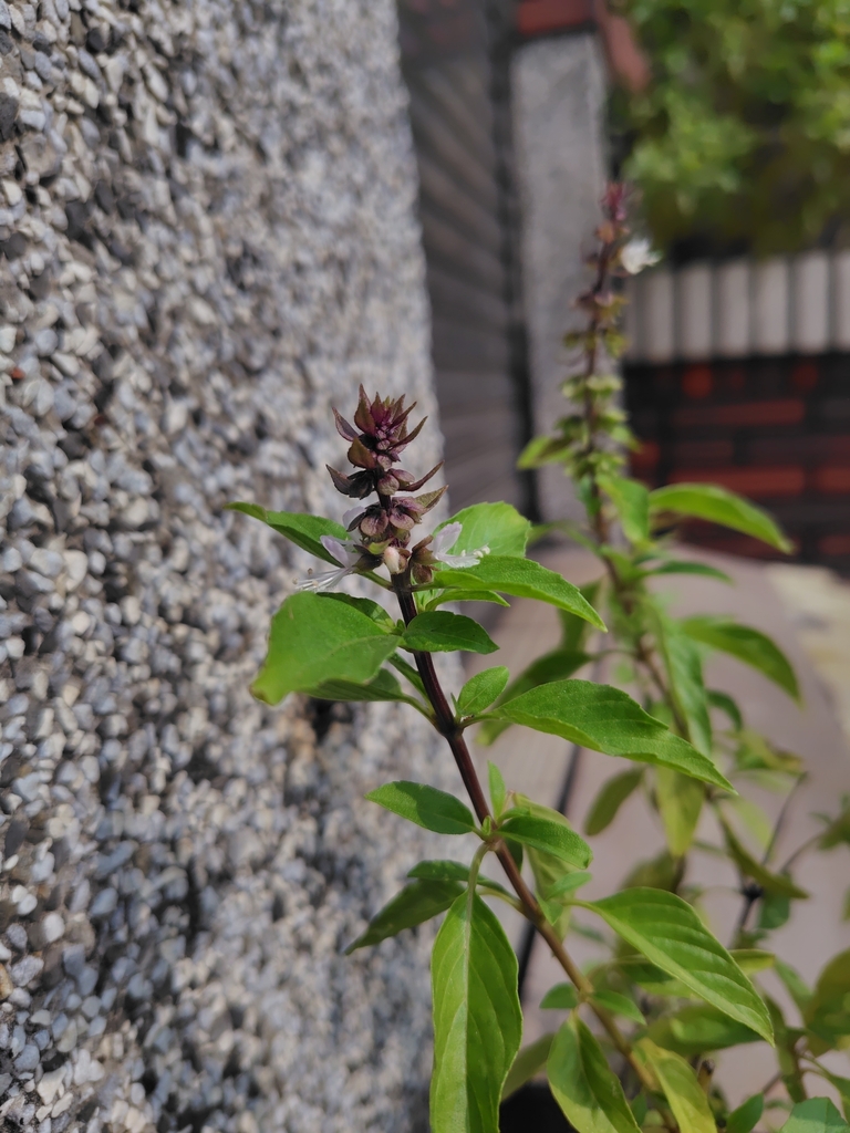 Sweet basil — botanical reference photograph