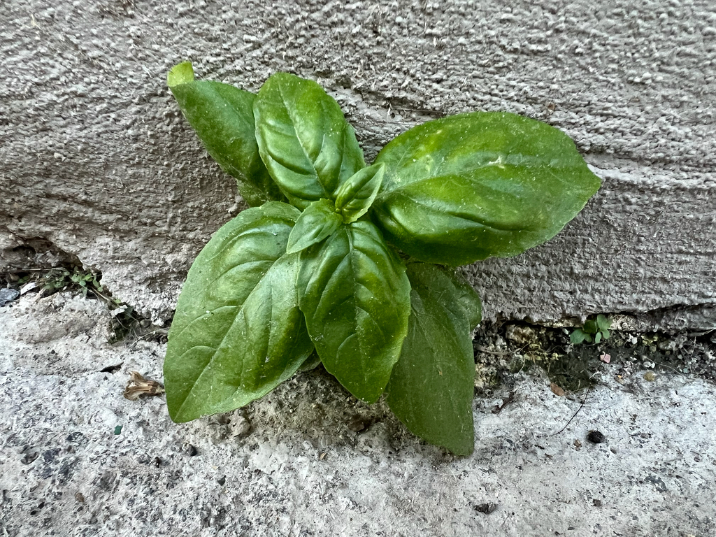 Sweet basil — botanical reference photograph