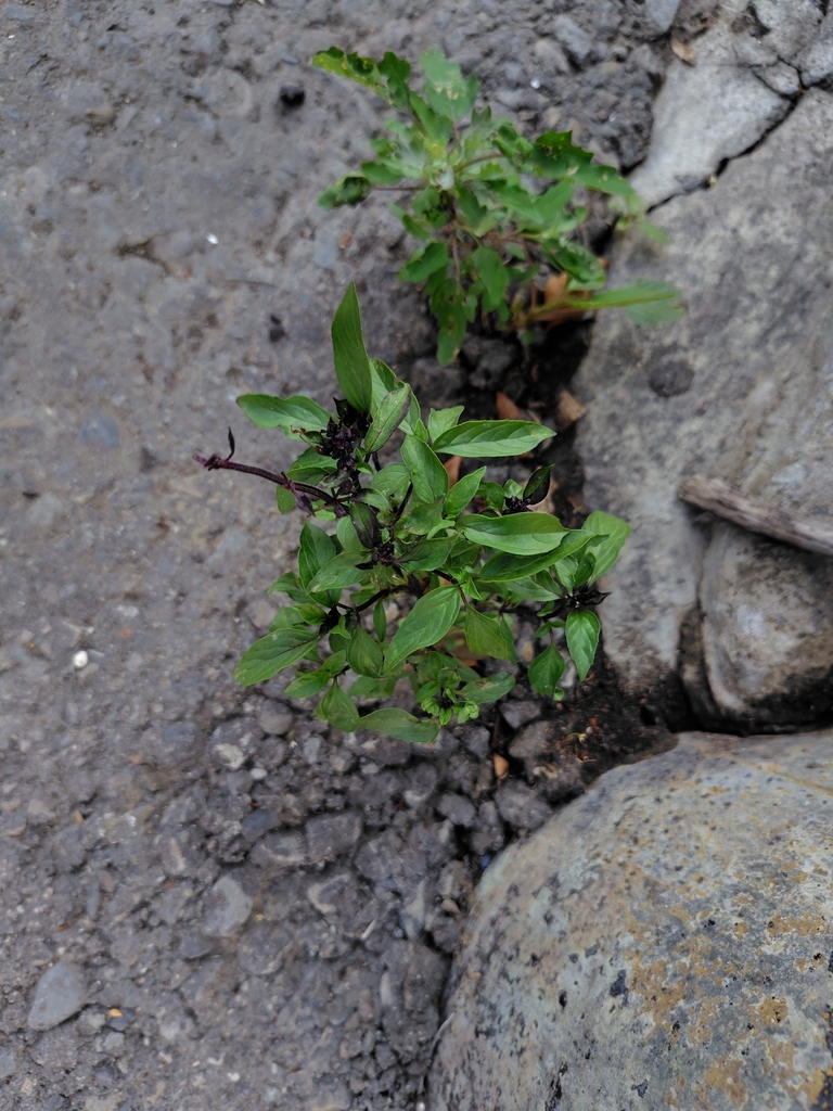 Sweet basil — botanical reference photograph