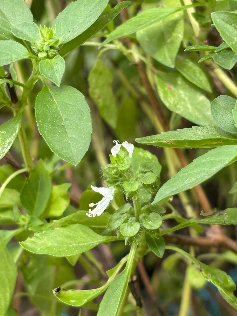Sweet basil — botanical reference photograph