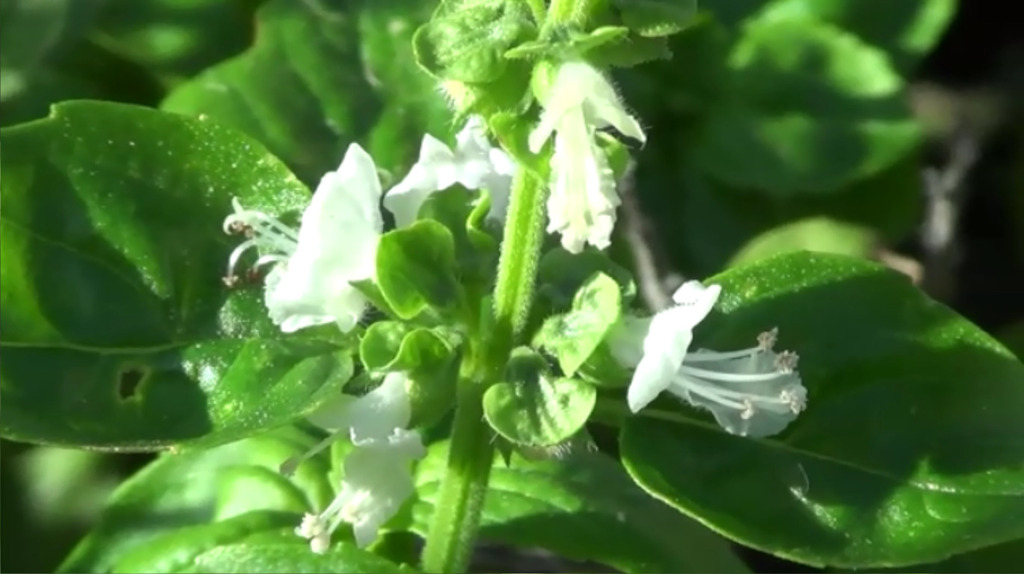 Sweet basil — botanical reference photograph