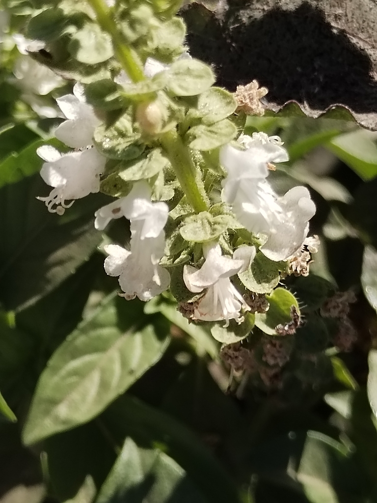 Sweet basil — botanical reference photograph