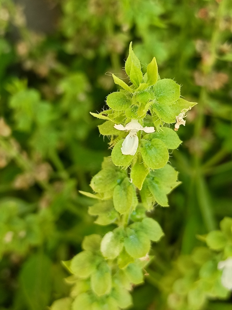 Sweet basil — botanical reference photograph