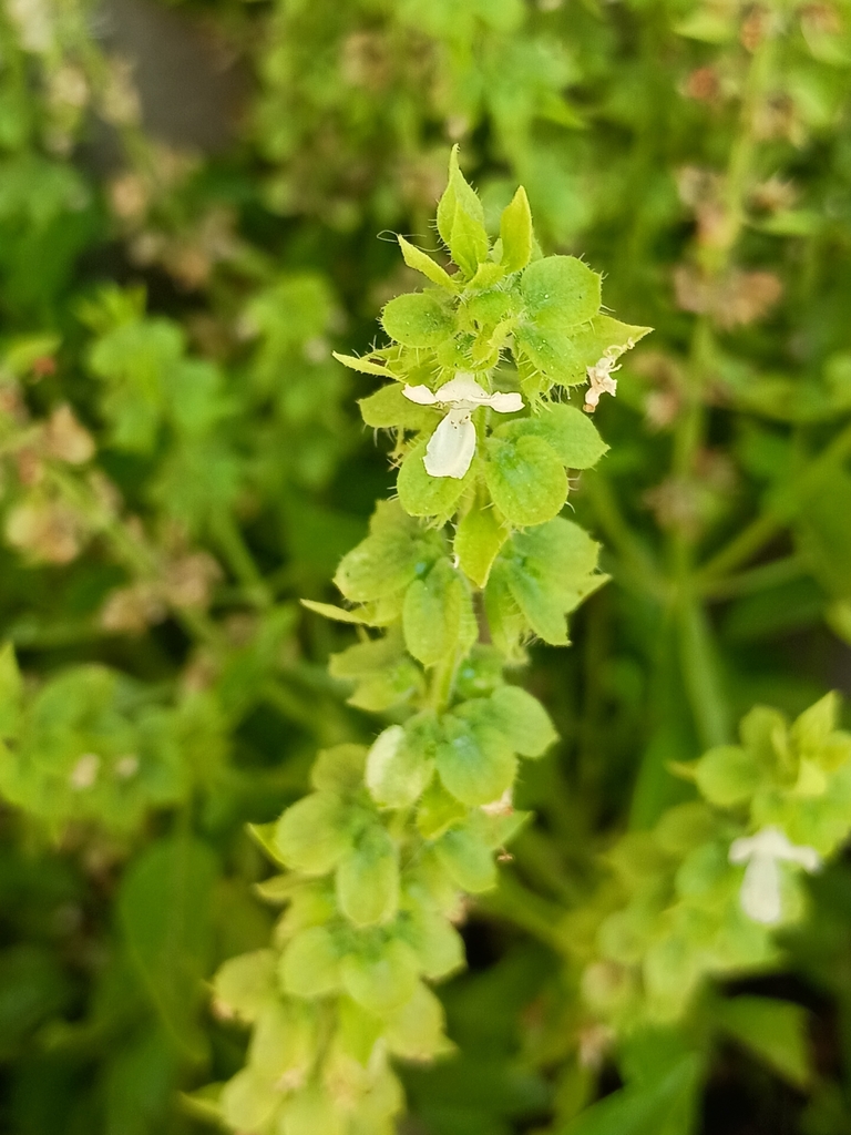 Sweet basil — botanical reference photograph