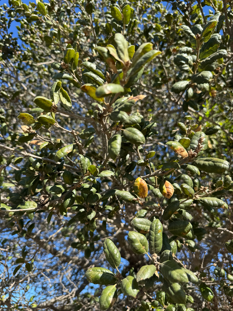 coast live oak — botanical reference photograph