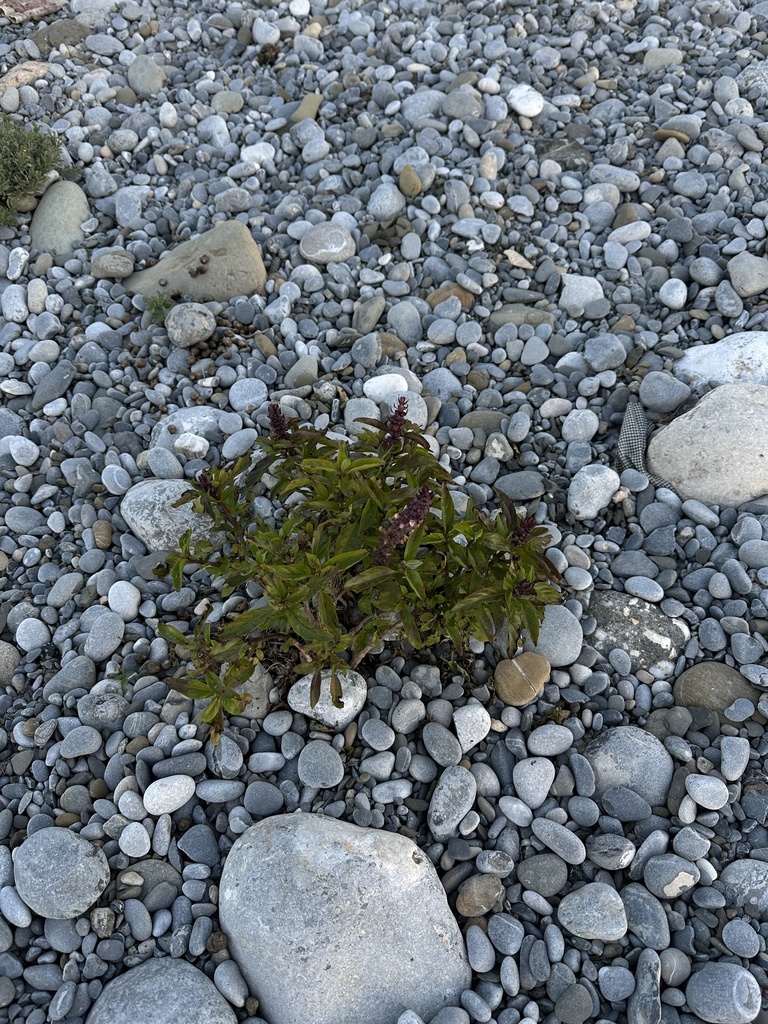 Sweet basil — botanical reference photograph